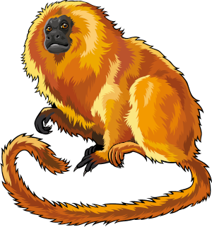 Golden lion tamarin drawing.